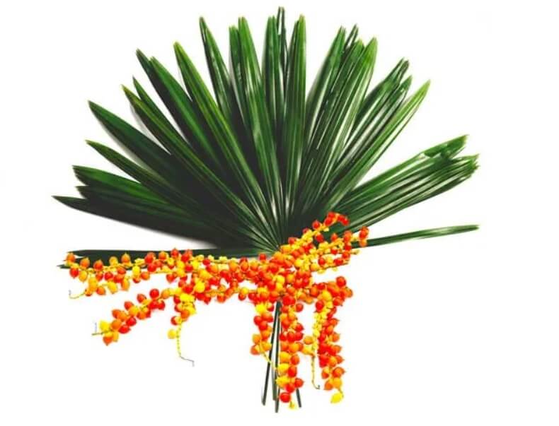 Sao Palmeto (ameriška pritlikava palma)